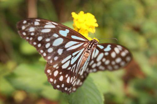 チェンマイの蝶